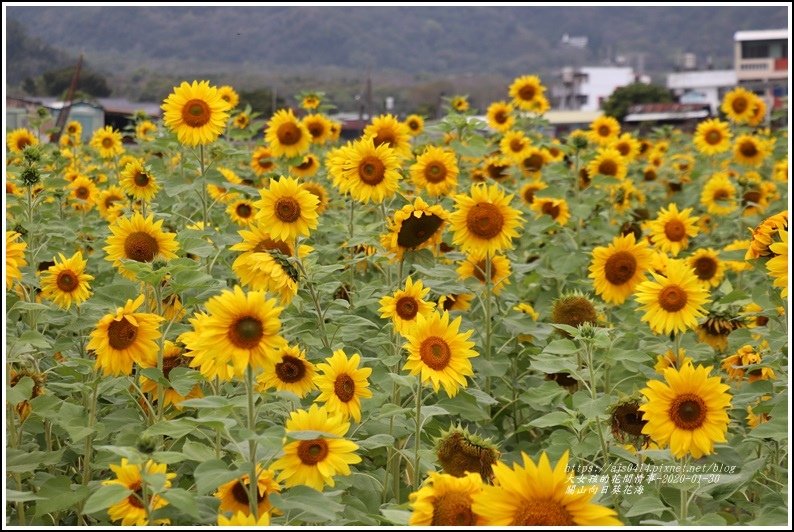 關山(米國學校)向日葵花海-2020-01-02.jpg