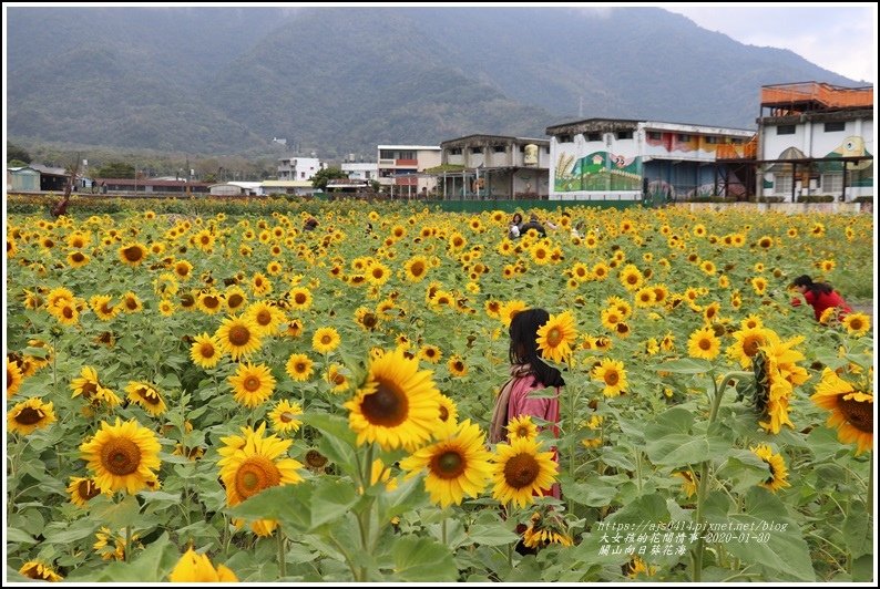 關山(米國學校)向日葵花海-2020-01-07.jpg