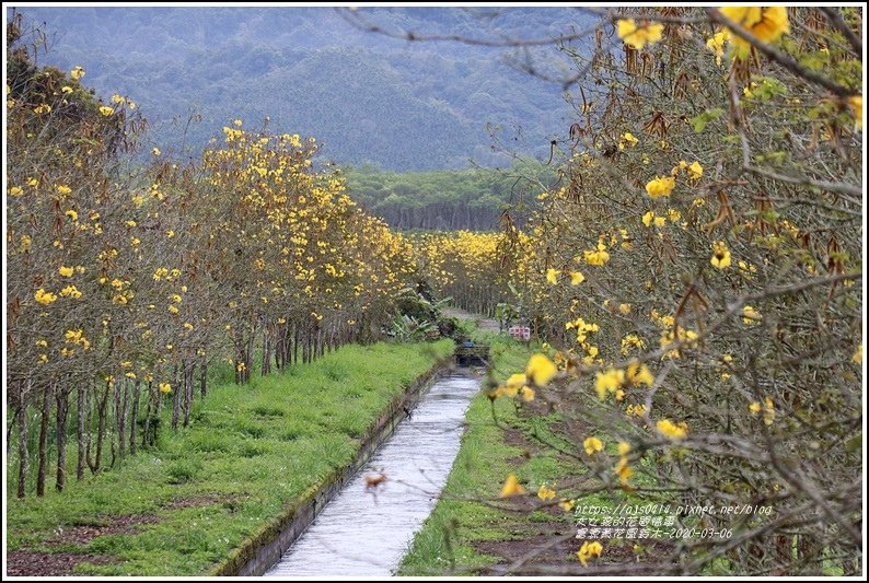 富源黃花風鈴木-2020-03-33.jpg