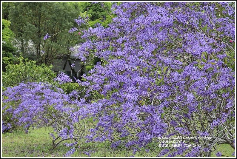 錫葉藤(許願藤)-2020-03-24.jpg