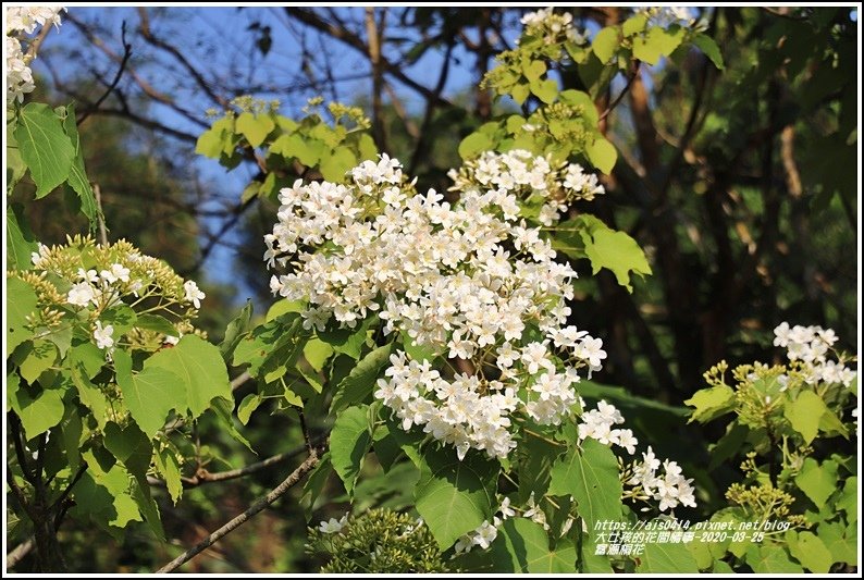 富源桐花-2020-03-12.jpg