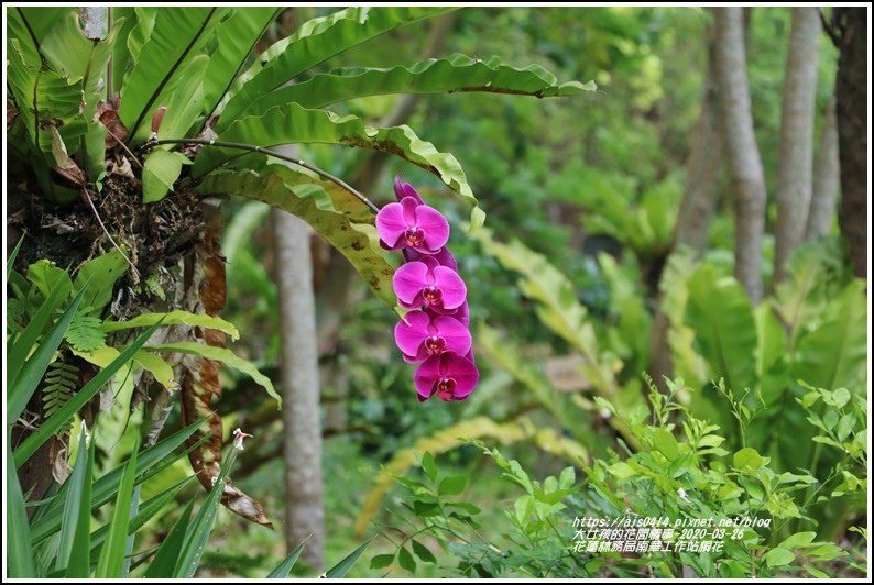 花蓮林務局南華工作站桐花-2020-03-03.jpg