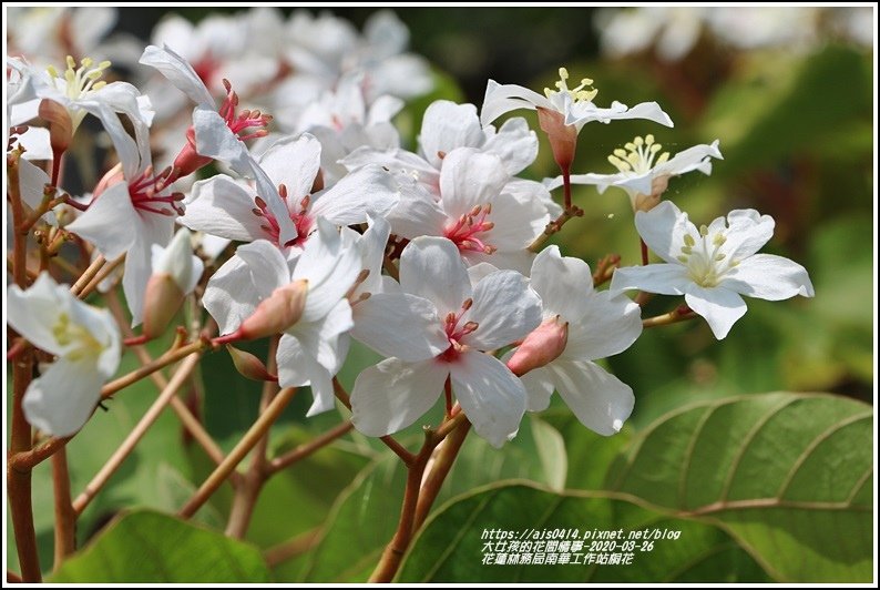 花蓮林務局南華工作站桐花-2020-03-16.jpg