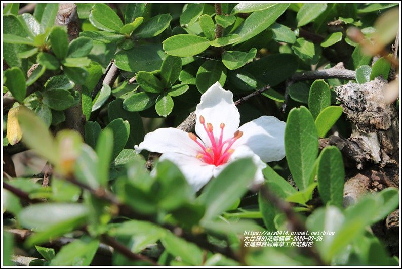 花蓮林務局南華工作站桐花-2020-03-17.jpg