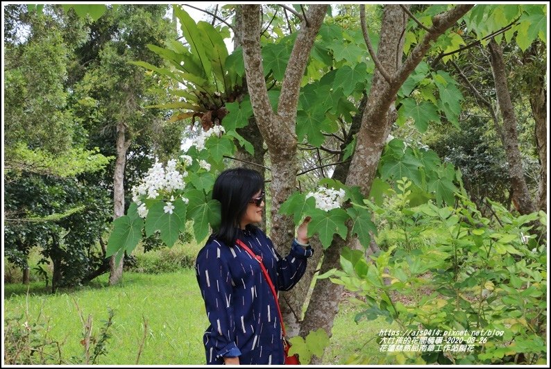 花蓮林務局南華工作站桐花-2020-03-32.jpg