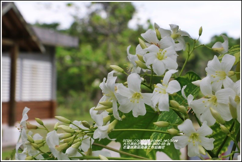 花蓮林務局南華工作站桐花-2020-03-68.jpg