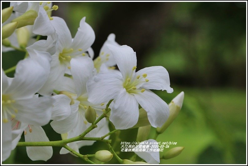 花蓮林務局南華工作站桐花-2020-03-65.jpg