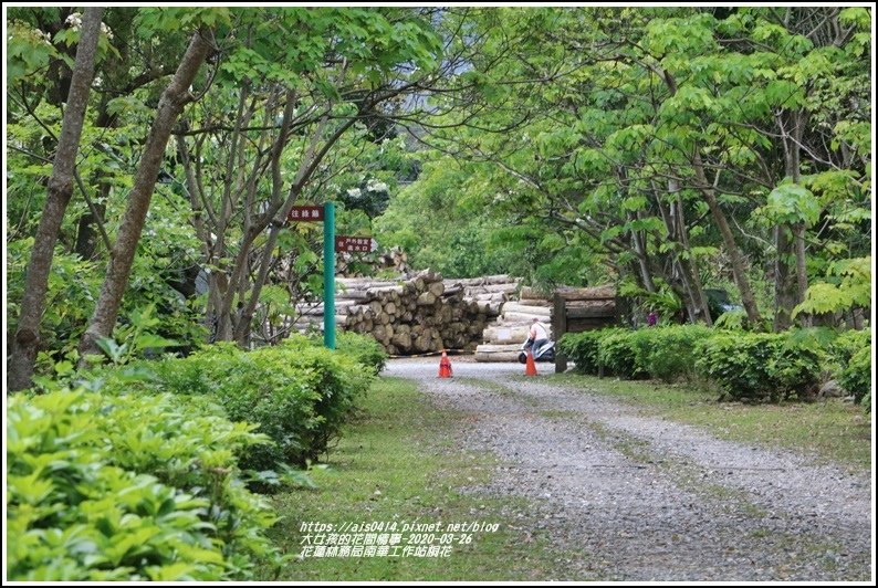 花蓮林務局南華工作站桐花-2020-03-71.jpg