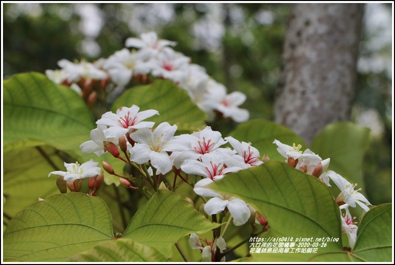 花蓮林務局南華工作站桐花-2020-03-74.jpg