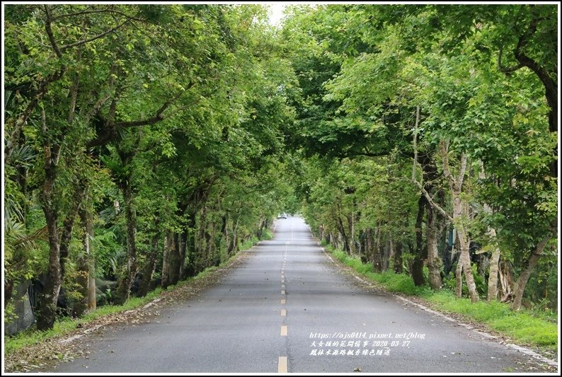 鳳林水源路楓香綠色隧道-2020-03-04.jpg