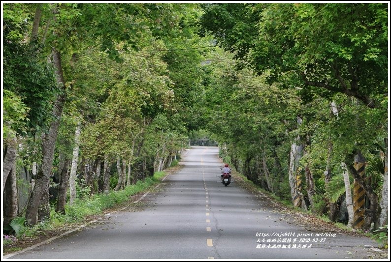 鳳林水源路楓香綠色隧道-2020-03-06.jpg