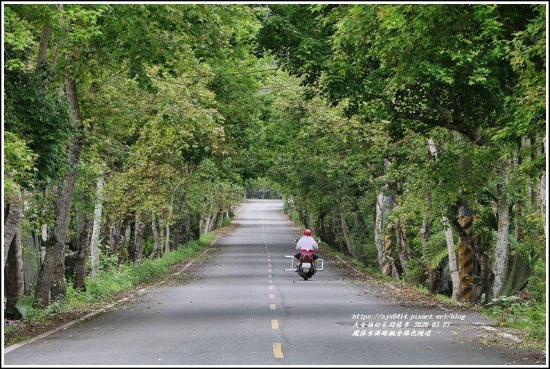 鳳林水源路楓香綠色隧道-2020-03-05.jpg