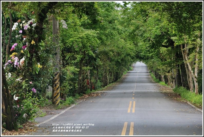 鳳林水源路楓香綠色隧道-2020-03-02.jpg