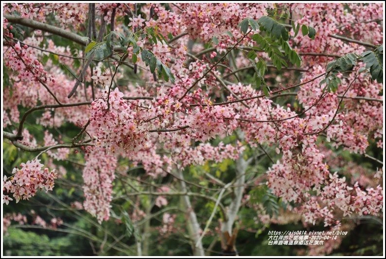 台東鹿鳴溫泉酒店花旗木-2020-04-63.jpg