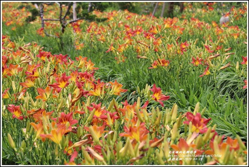 嘉德萱草花田-2020-04-26.jpg