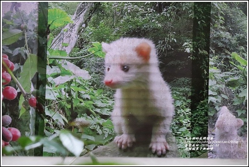 山豬園果子狸咖啡-2020-04-13.jpg