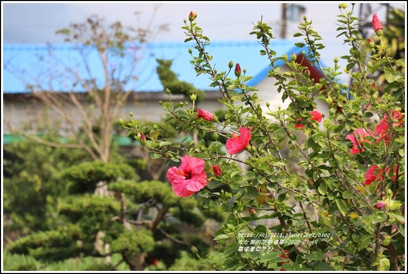 嘉德萱草花田-2020-03-07.jpg