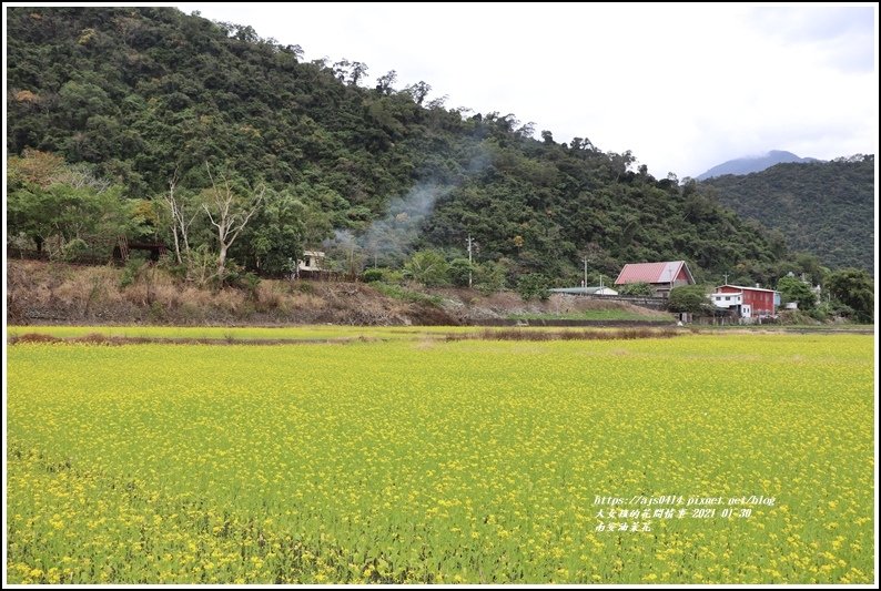 南安油菜花田-2021-01-24.jpg