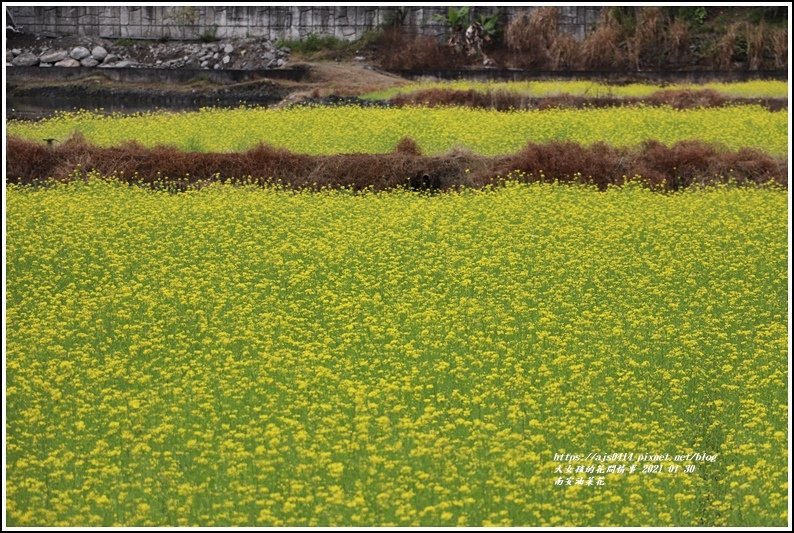 南安油菜花田-2021-01-28.jpg