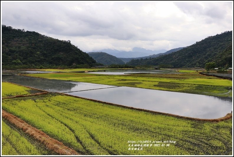 南安油菜花田-2021-01-50.jpg