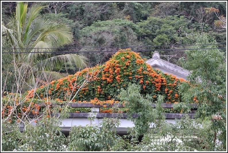 南安油菜花田-2021-01-56.jpg