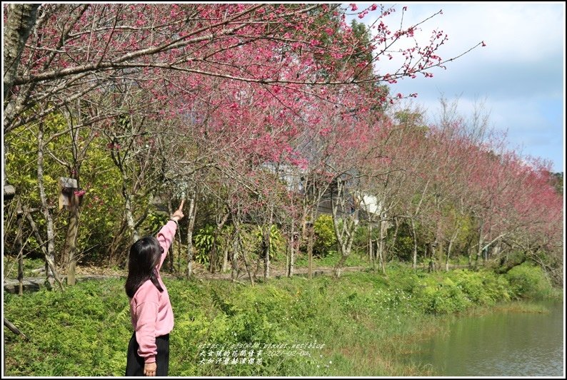 大加汗碧赫潭櫻花-2021-02-17.jpg