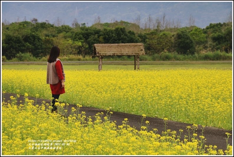 大農大富平地森林油菜花-2021-02-31.jpg