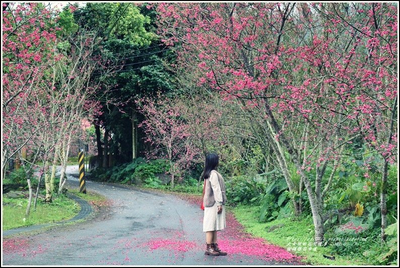 樹湖櫻花步道-2021-02-39.jpg