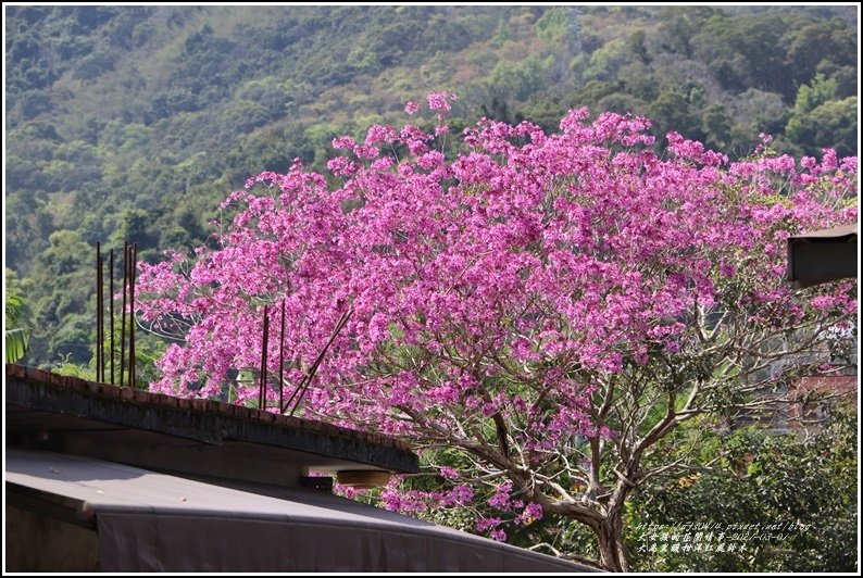 大禹里酸柑洋紅風鈴木-2021-03-15.jpg