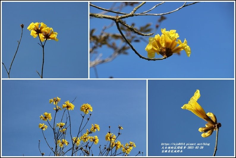 富源黃花風鈴木-2021-02-11.jpg
