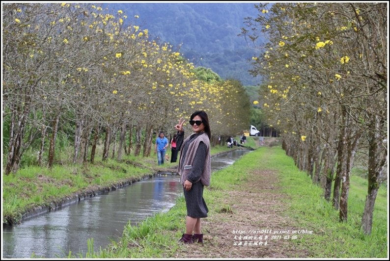 富源黃花風鈴木-2021-03-49.jpg