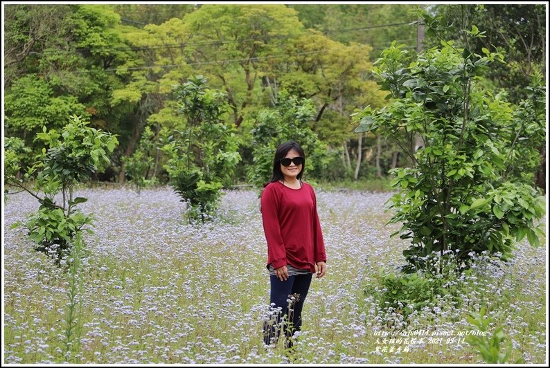 紫花藿香薊-2021-03-19.jpg