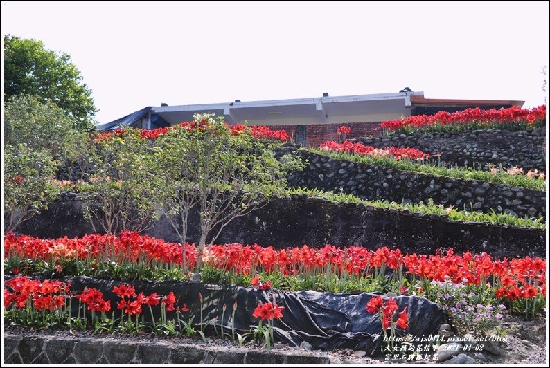 富里石牌孤挺花-2021-04-01.jpg