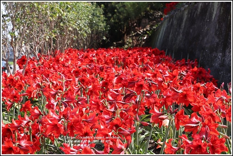 富里石牌孤挺花-2021-04-10.jpg