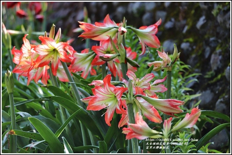 富里石牌孤挺花-2021-04-14.jpg