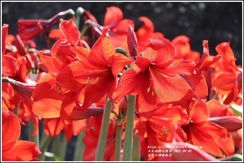 富里石牌孤挺花-2021-04-27.jpg