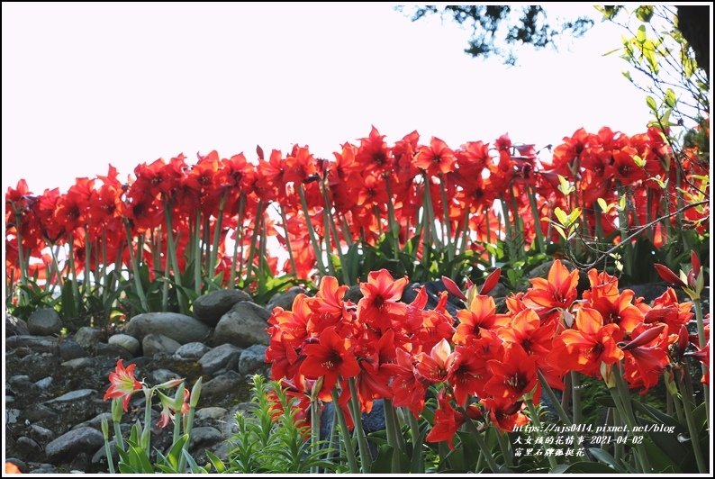 富里石牌孤挺花-2021-04-28.jpg