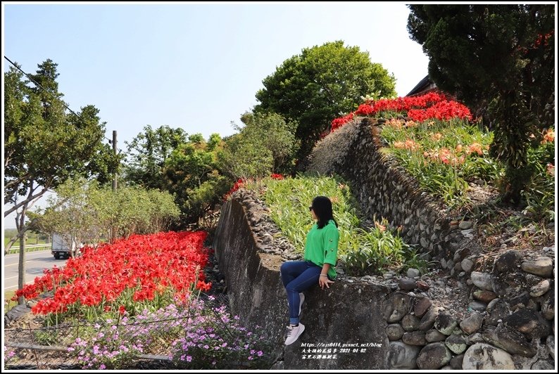 富里石牌孤挺花-2021-04-51.jpg