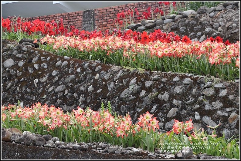 富里石牌孤挺花-2021-04-70.jpg