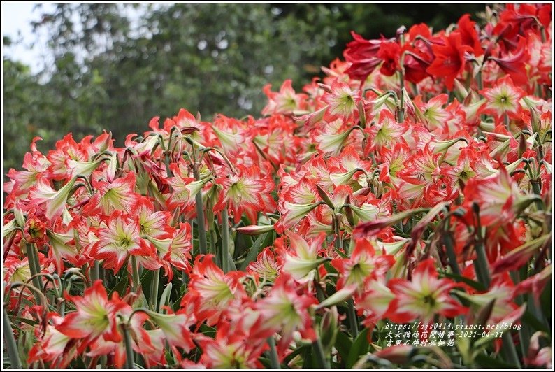 富里石牌孤挺花-2021-04-79.jpg