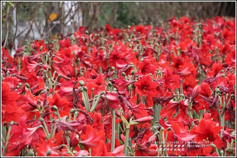 富里石牌孤挺花-2021-04-83.jpg