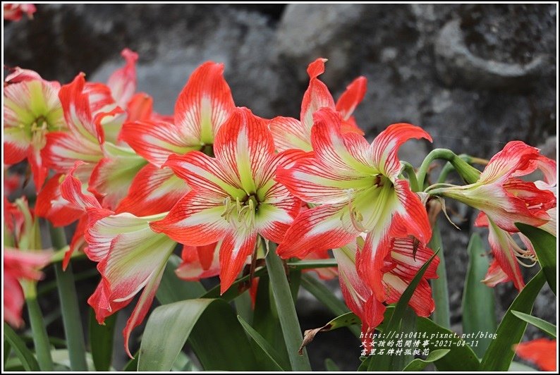 富里石牌孤挺花-2021-04-84.jpg