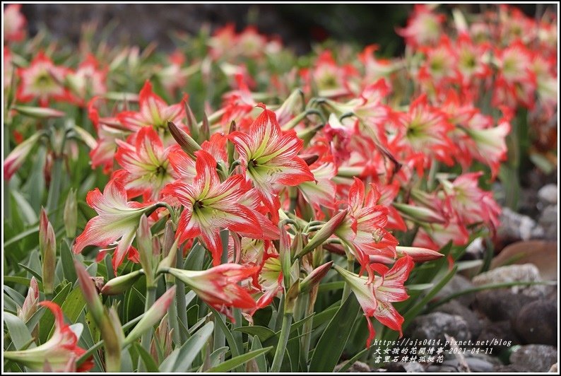 富里石牌孤挺花-2021-04-88.jpg