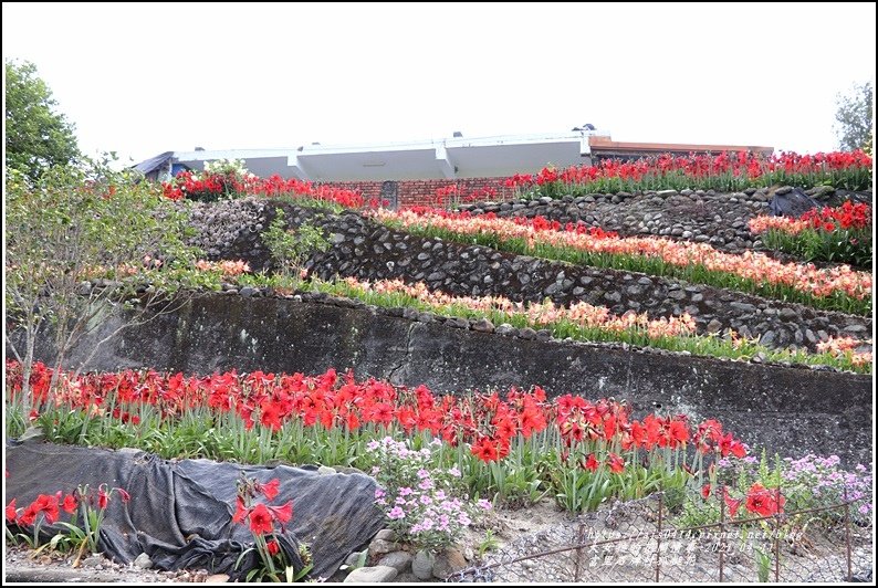 富里石牌孤挺花-2021-04-90.jpg