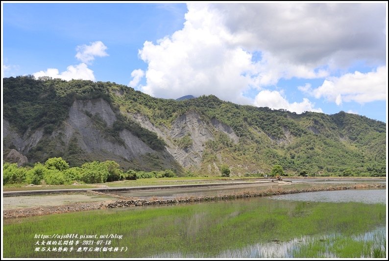 縱谷大地藝術季-鹿野后湖(貓咪種子)-2021-07-19.jpg