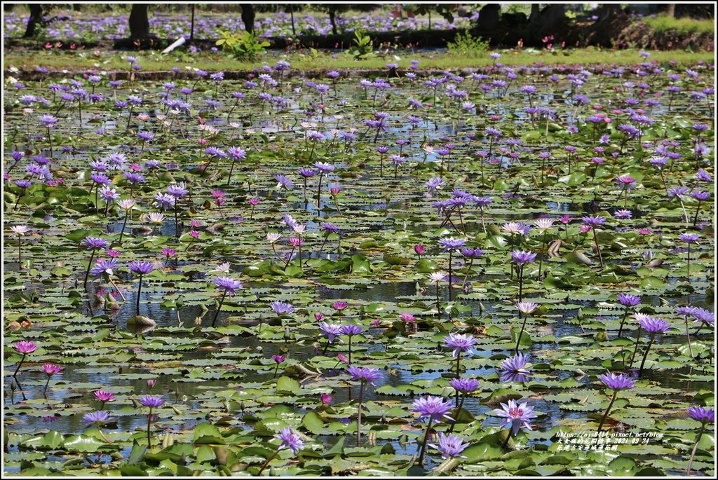 花蓮吉安蓮城蓮花園-2021-09-03.jpg