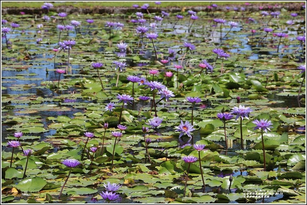 花蓮吉安蓮城蓮花園-2021-09-07.jpg