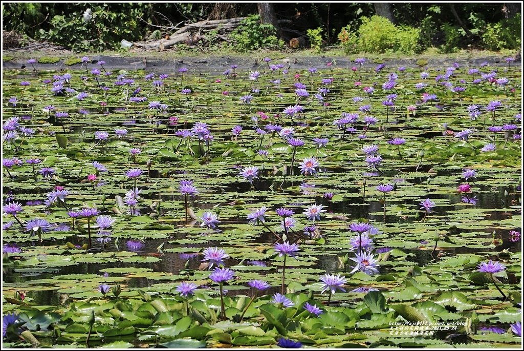 花蓮吉安蓮城蓮花園-2021-09-18.jpg