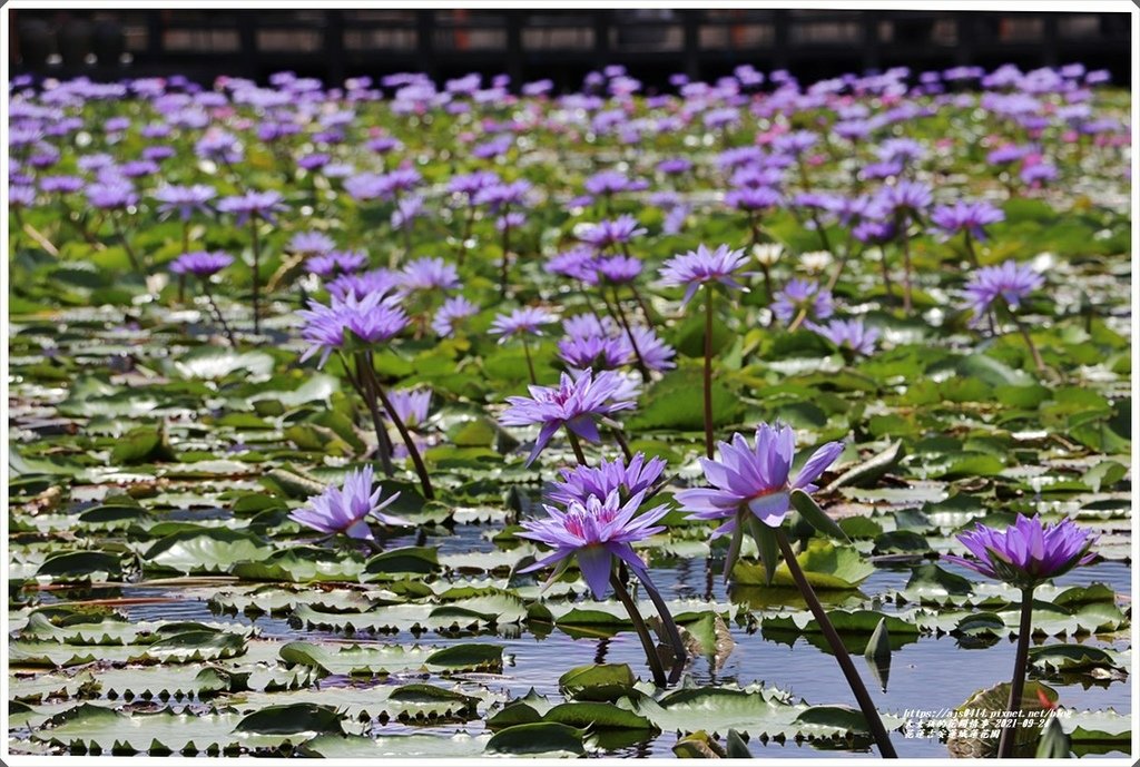 花蓮吉安蓮城蓮花園-2021-09-25.jpg