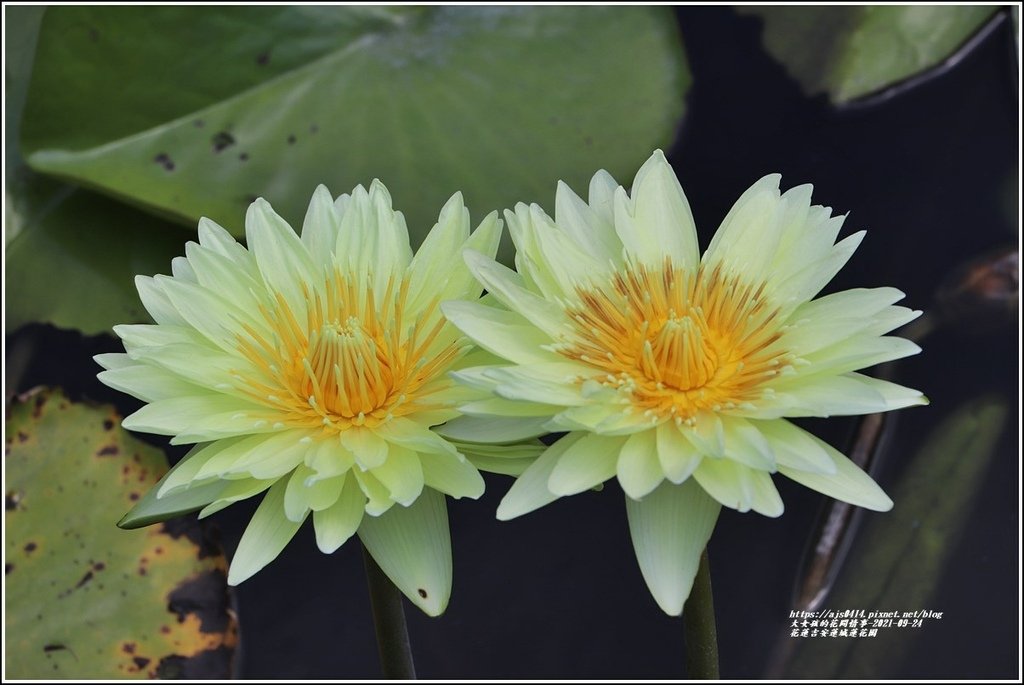 花蓮吉安蓮城蓮花園-2021-09-33.jpg